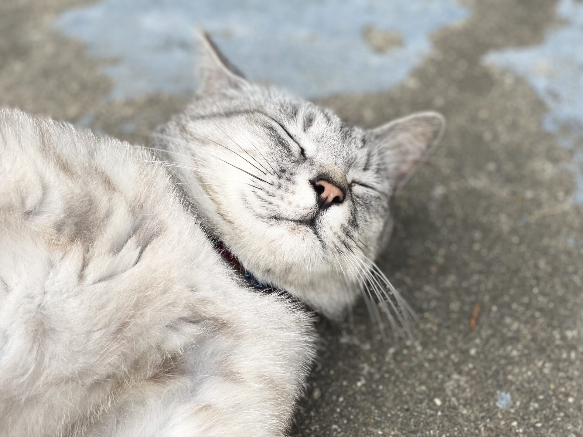 猫のヒゲはとても繊細で幸運を呼ぶらしい Novalue 自分らしさで彩るメディア