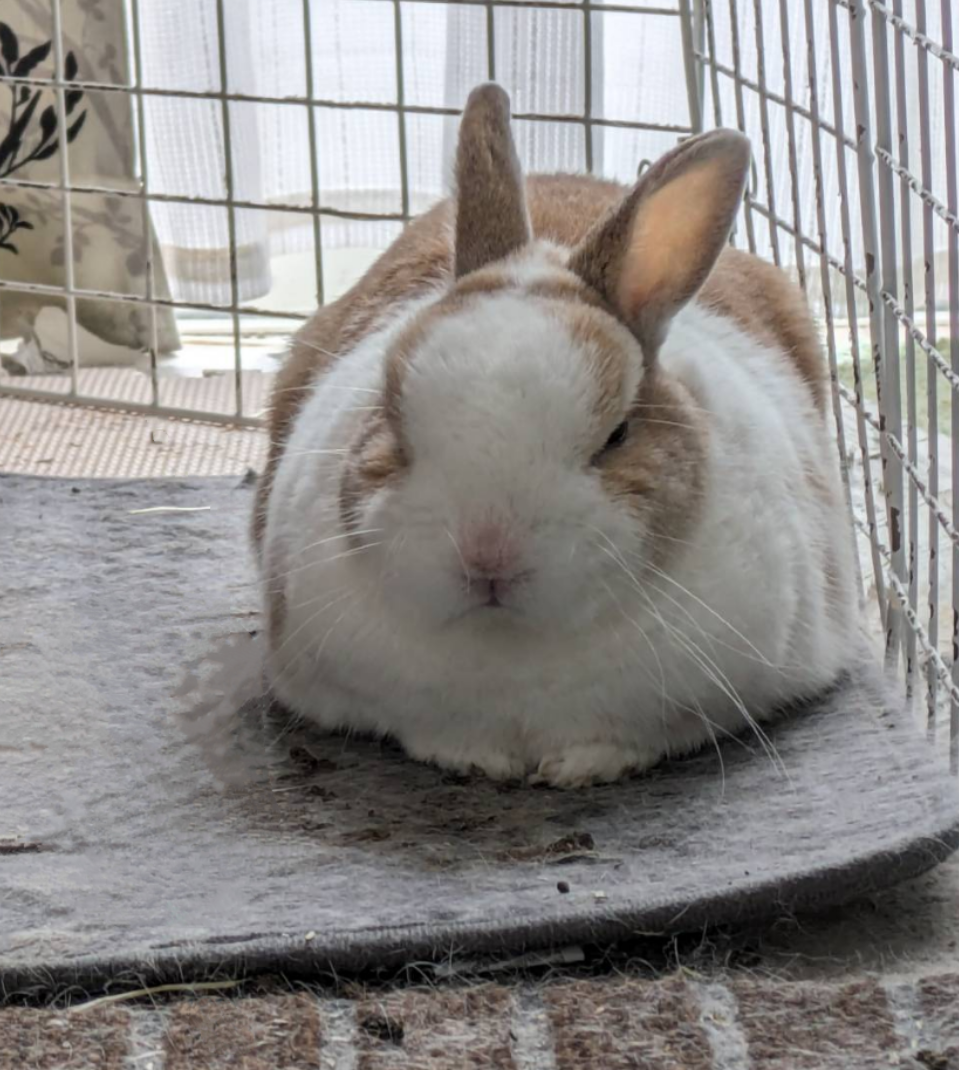 箱型うさぎの謎 - novalue - 自分らしさで彩るメディア