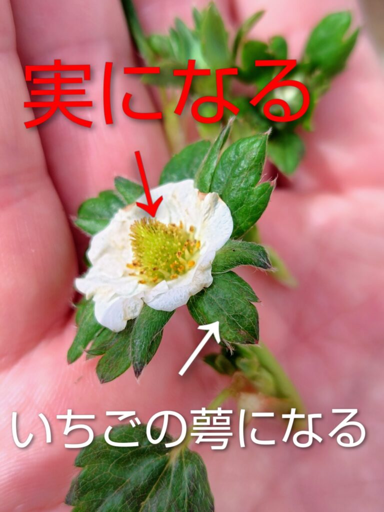 摘み取ったいちごの花