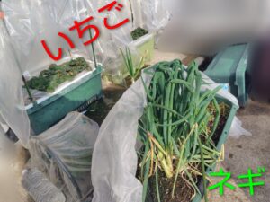 いちごとネギ　コンパニオンプランツ