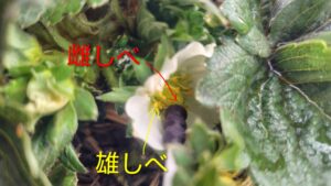 綿棒なすりつけバージョン あさ9時頃までするのが理想だそうですが、へたまるは朝起きが苦手なので10時頃になりますね。