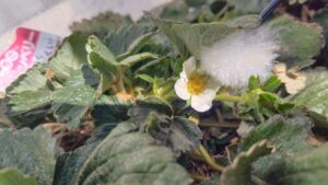 耳かきポンポン