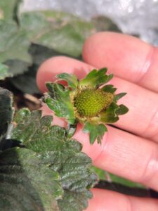 カレンベリー受粉後