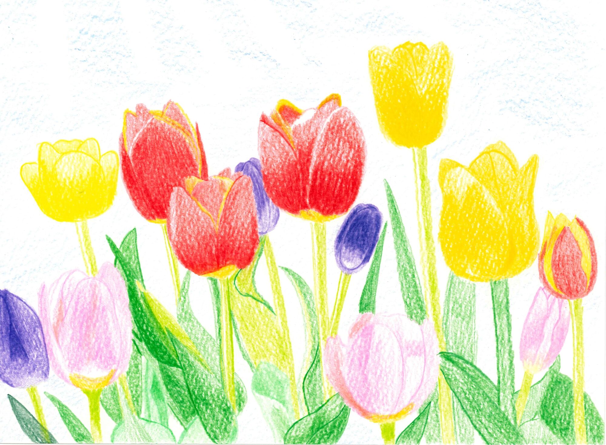 チューリップ - novalue - 自分らしさで彩るメディア