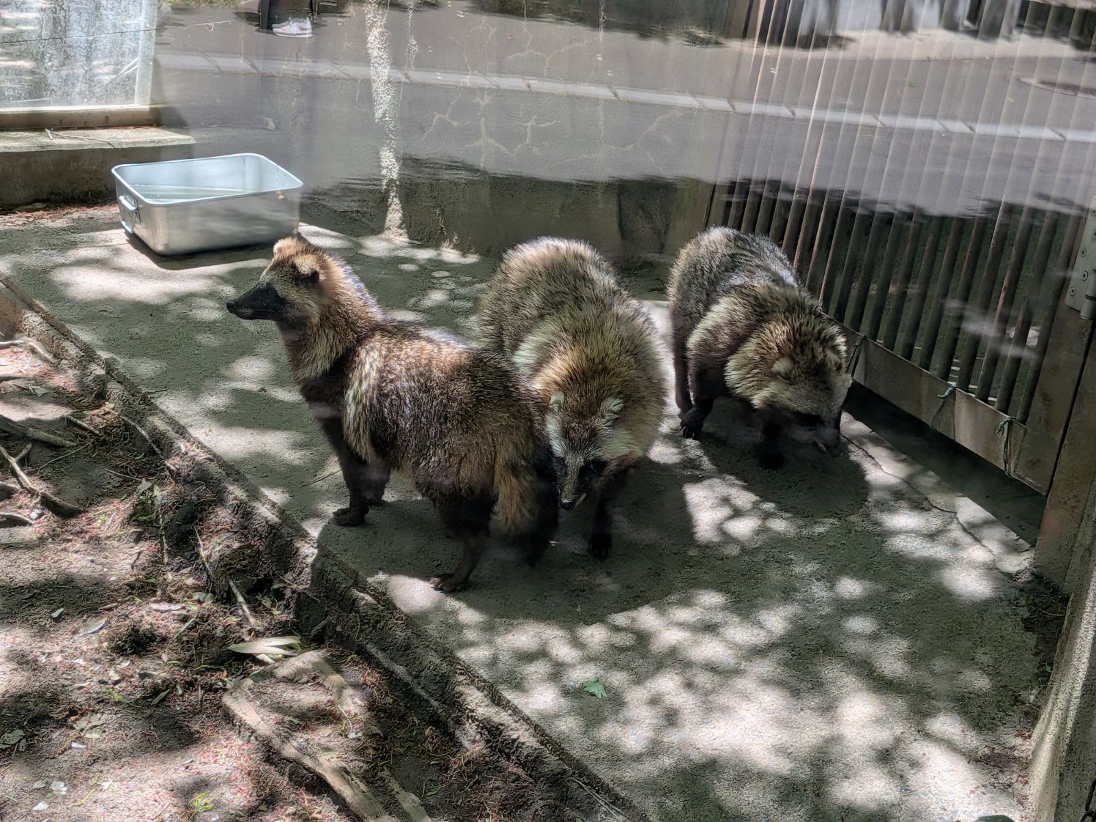 八木山動物園のたぬきだなも！ - novalue - 自分らしさで彩るメディア